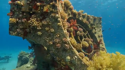 Artificial Reef in Red Sea Teems with Life - A4BGU