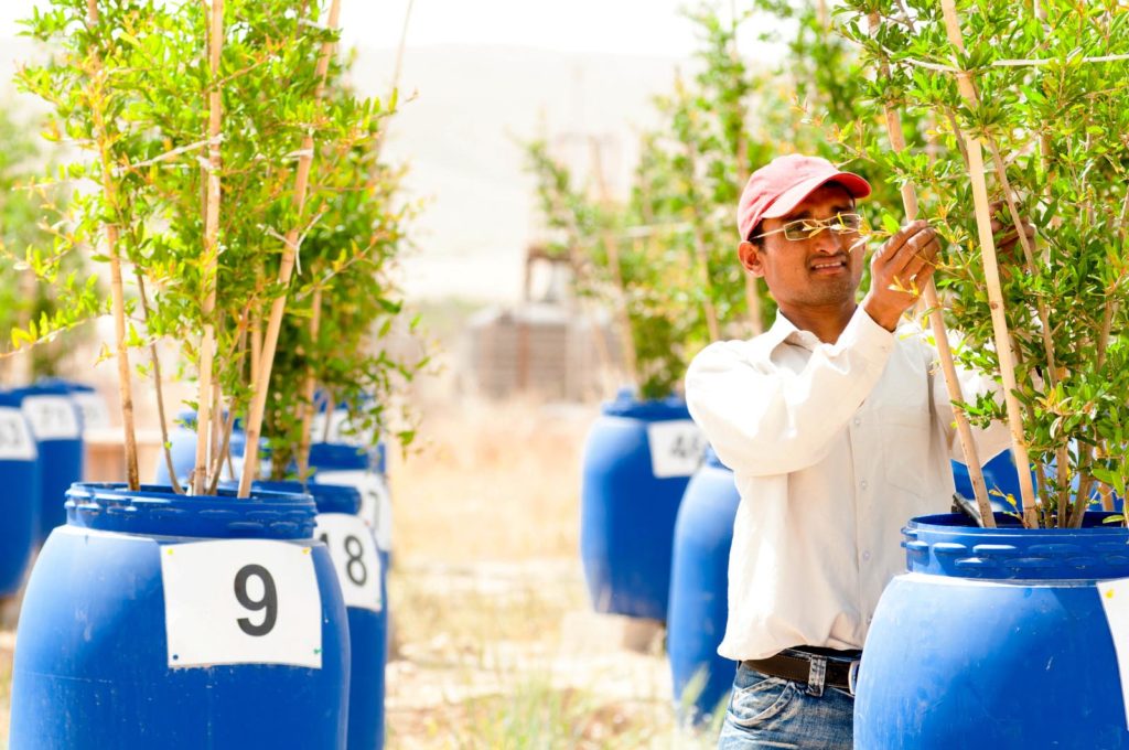 BGU’s Blaustein Institutes for Desert Research is pioneering sustainable agriculture techniques that help feed the world.
