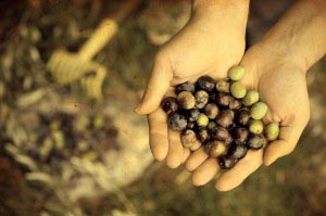 Picking olives on vinatge background
