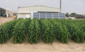 Solar-powered irrigation Oasis
