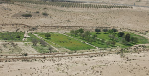 An experimental field in the Negev desert where ancient water irrigation methods are used.