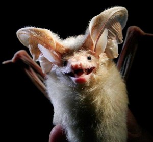 The long-eared desert bat