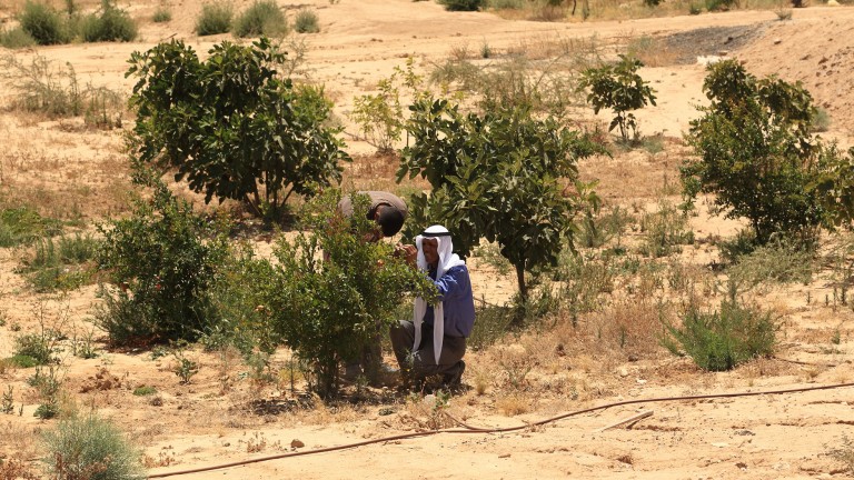 Project Wadi Attir’s ecosystem restoration initiative is combating desertification.