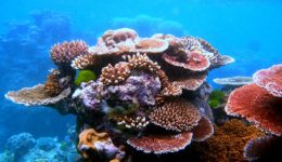 Image of 3D Plastic Coral To Save Red Sea Reefs