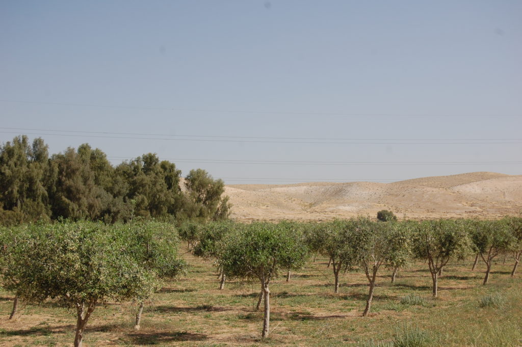 The olive grove in Wadi Mashash - April 2016