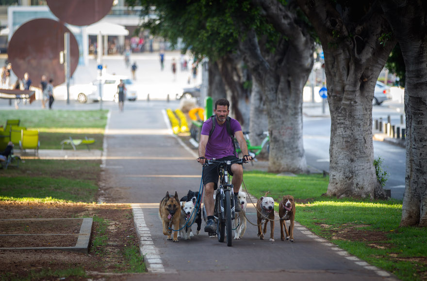 A man rides a bicycle with his dogs running alongside. June 18, 2015. Photo by Miriam Alster/FLASH90