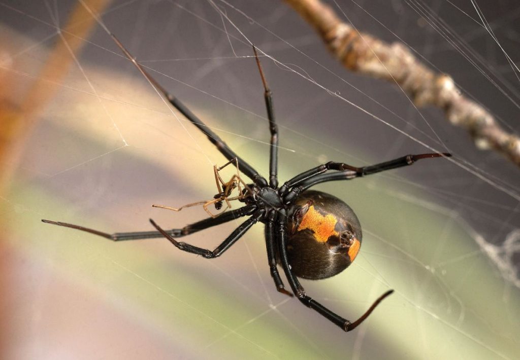 black-widow-spider-eats-male