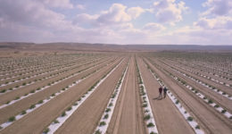 Image of Agriculture in the Negev: Today’s Desert Pioneers