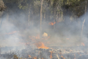 Forest Fire Israel