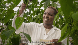 Image of Global Food Scarcity Solutions